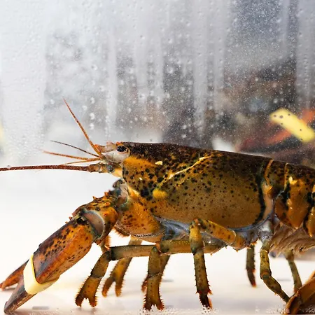 Du Commerce 4* Houffalize