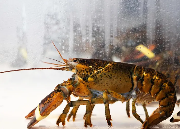 Du Commerce 4* Houffalize